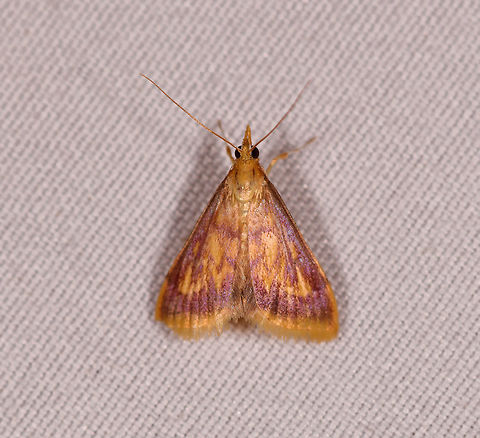 Pyrausta sp., Rio &Ntilde;ambi, Colombia  Colombia,Colombia 2018,Colombia South,Rio &Ntilde;ambi,South America