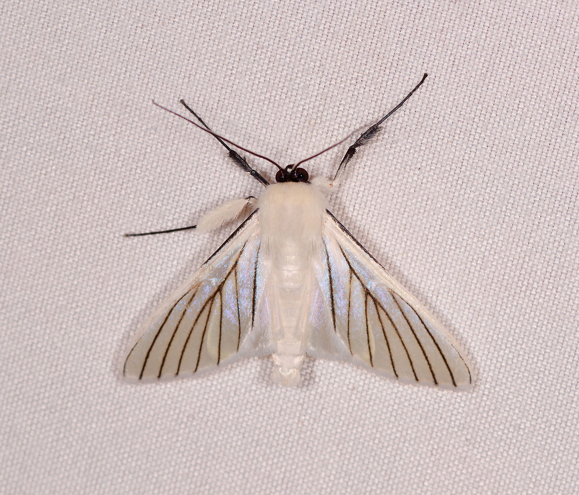 Polygrammodes quatrilis, Rio &Ntilde;ambi, Colombia  Colombia,Colombia 2018,Colombia South,Polygrammodes quatrilis,Rio &Ntilde;ambi,South America