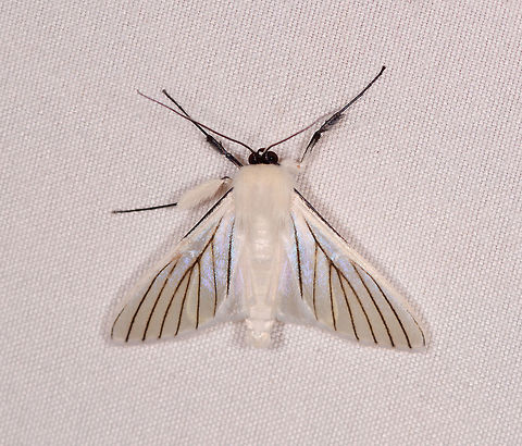 Polygrammodes quatrilis, Rio Ñambi, Colombia  Colombia,Colombia 2018,Colombia South,Polygrammodes quatrilis,Rio Ñambi,South America