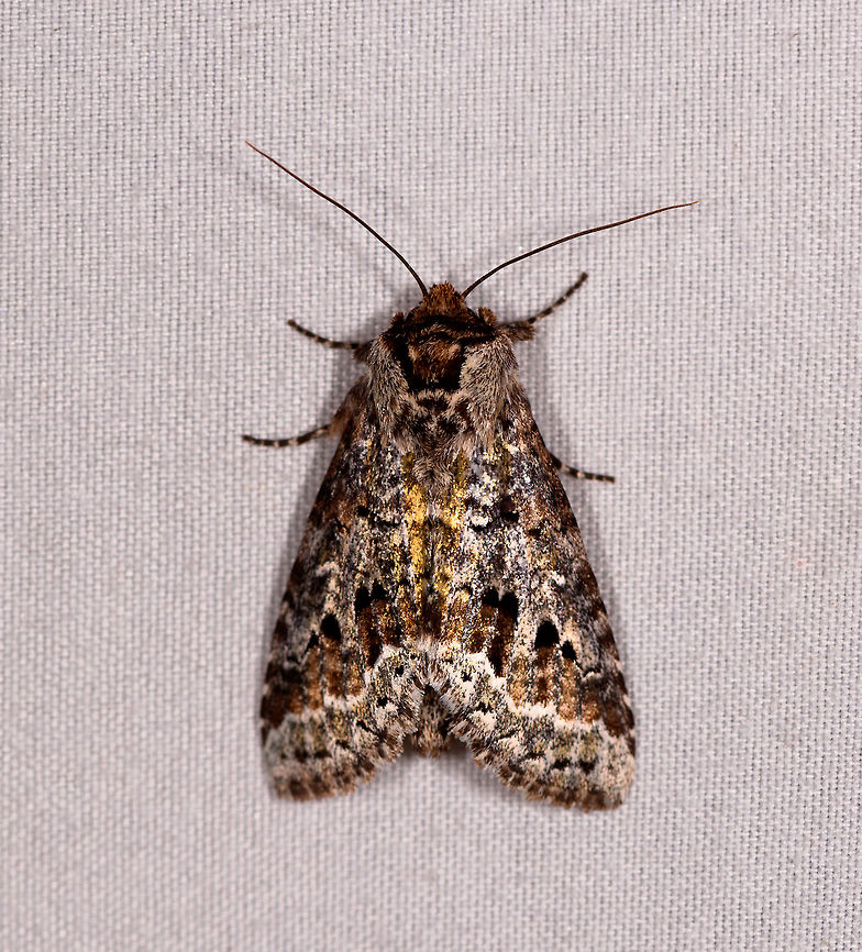 Brown silver gold moth, Rio Ñambi, Colombia  Colombia,Colombia 2018,Colombia South,Rio Ñambi,South America