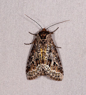 Brown silver gold moth, Rio &Ntilde;ambi, Colombia  Colombia,Colombia 2018,Colombia South,Rio &Ntilde;ambi,South America