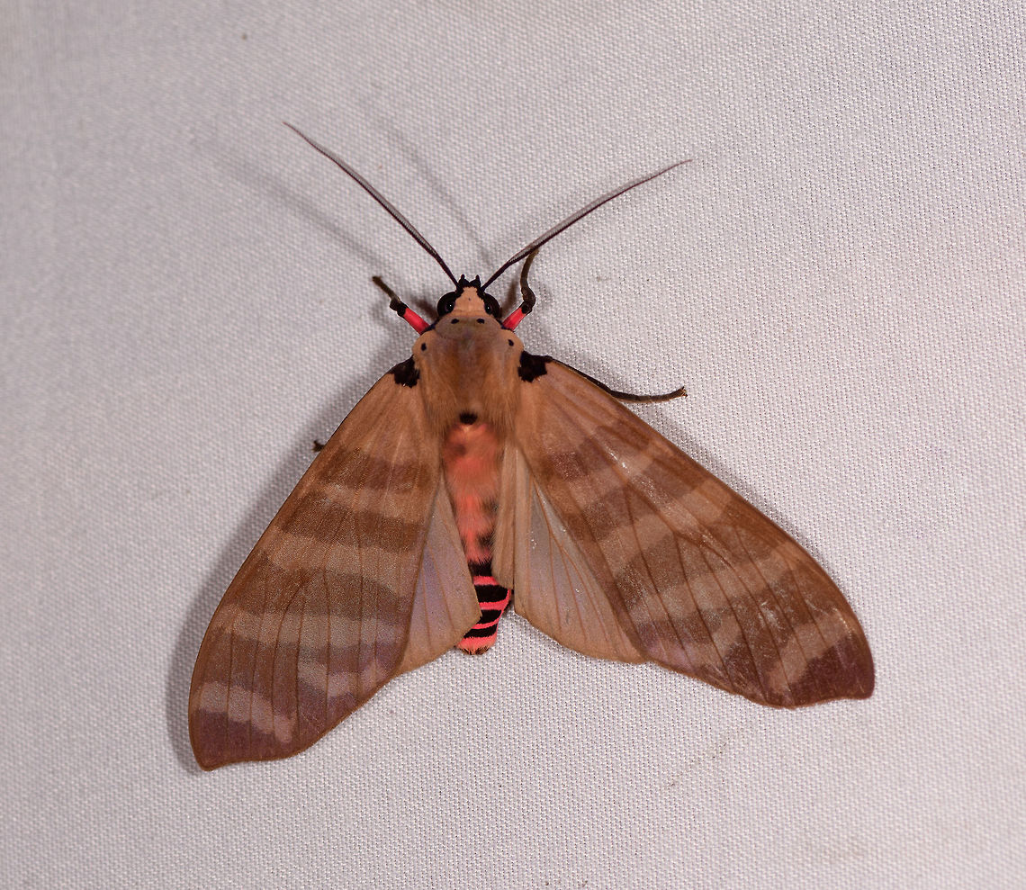 Elysius hampsoni, Rio Ñambi, Colombia  Colombia,Colombia 2018,Colombia South,Elysius hampsoni,Rio Ñambi,South America