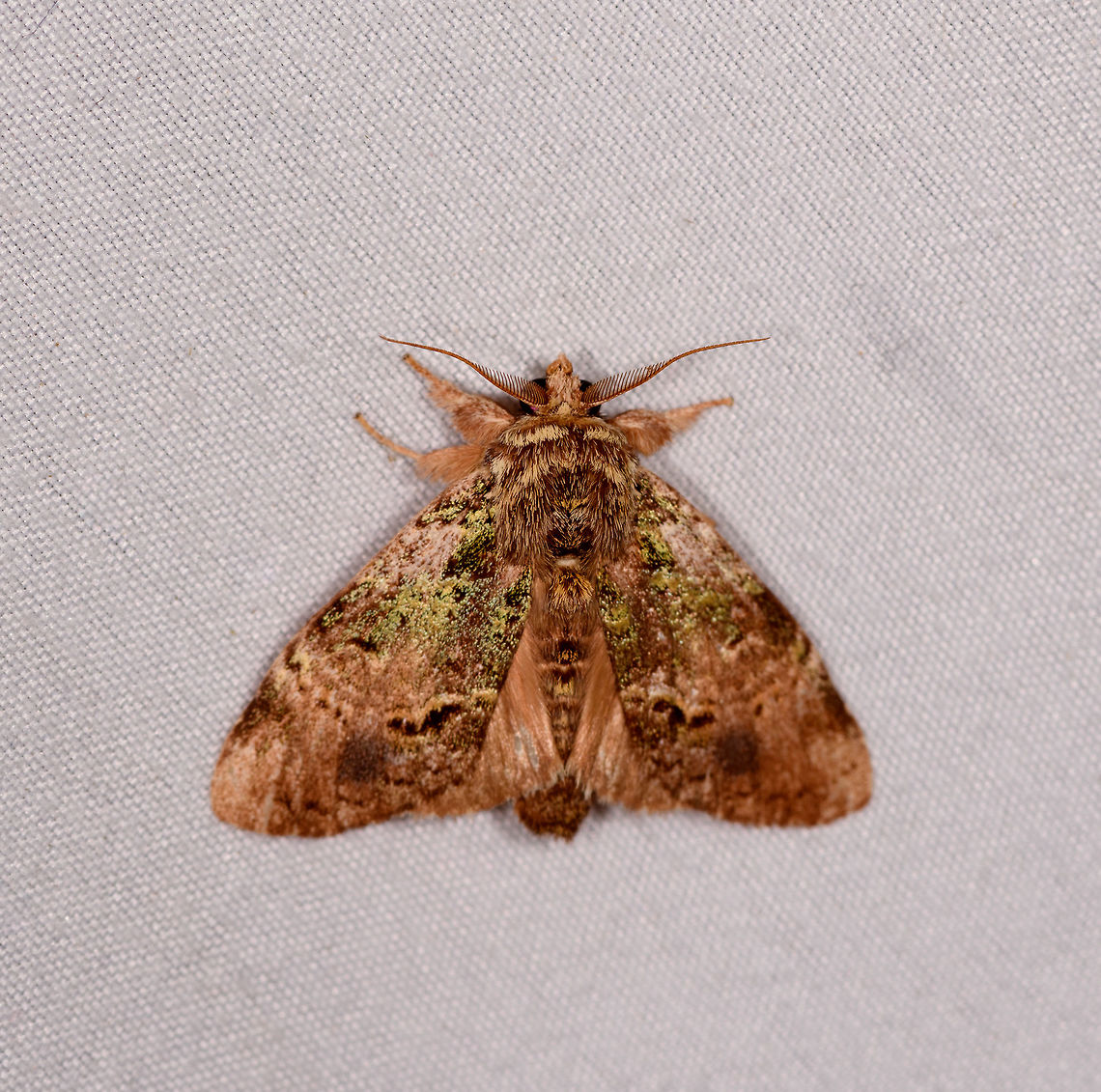 Light brown moth with green speckles, Rio Ñambi, Colombia  Colombia,Colombia 2018,Colombia South,Rio Ñambi,South America