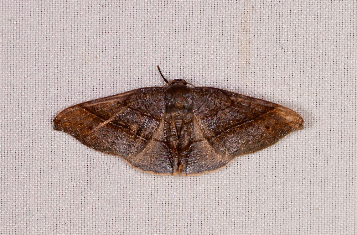 Brown moth with wide wings, Rio Ñambi, Colombia  Colombia,Colombia 2018,Colombia South,Rio Ñambi,South America