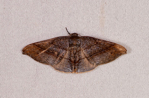 Brown moth with wide wings, Rio &Ntilde;ambi, Colombia  Colombia,Colombia 2018,Colombia South,Rio &Ntilde;ambi,South America
