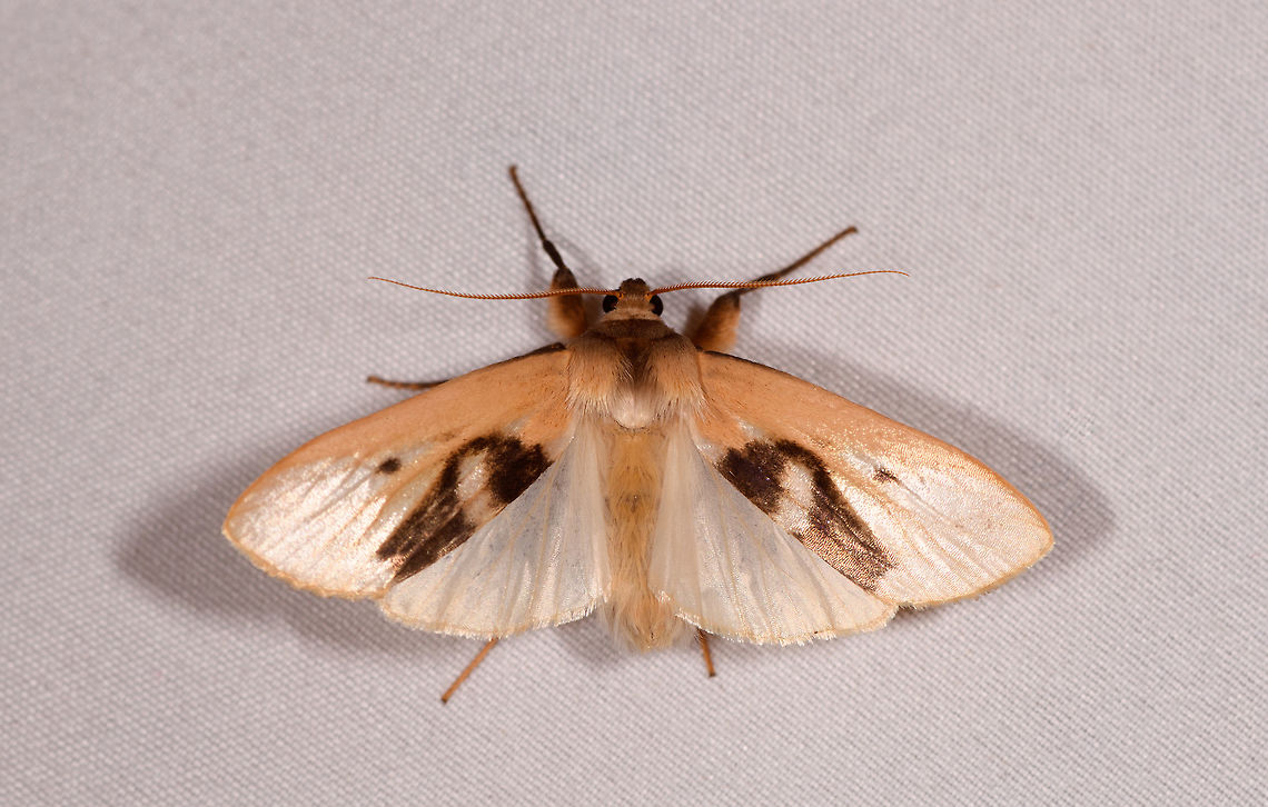 Agylla nitidalis - wings open, Rio Ñambi, Colombia  Agylla nitidalis,Colombia,Colombia 2018,Colombia South,Rio Ñambi,South America