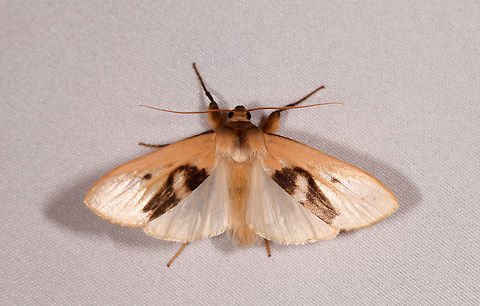 Agylla nitidalis - wings open, Rio &Ntilde;ambi, Colombia  Agylla nitidalis,Colombia,Colombia 2018,Colombia South,Rio &Ntilde;ambi,South America