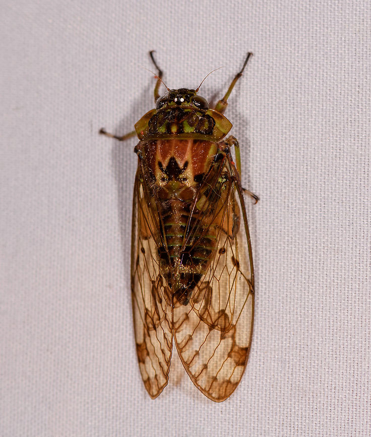 Zammara tympanum Cicada, Rio Ñambi, Colombia By-catch on moth cloth. Colombia,Colombia 2018,Colombia South,Rio Ñambi,South America,Zammara tympanum