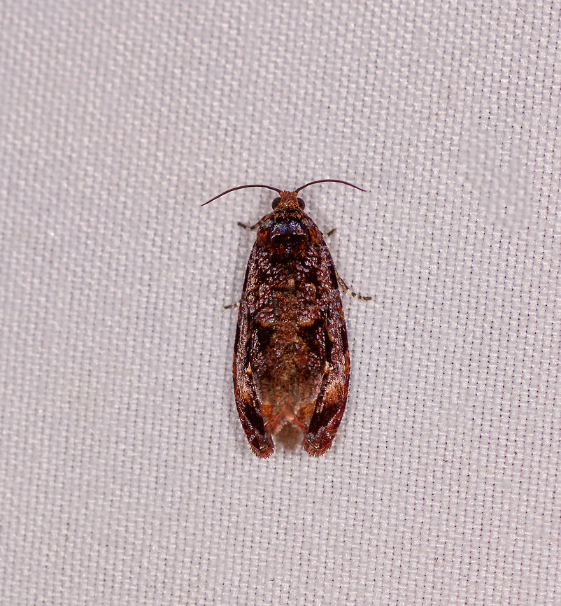 Small cryptic leafroller moth, Rio Ñambi, Colombia An accidental photo, this one I only just found in the corner of the frame of another photo. Colombia,Colombia 2018,Colombia South,Rio Ñambi,South America