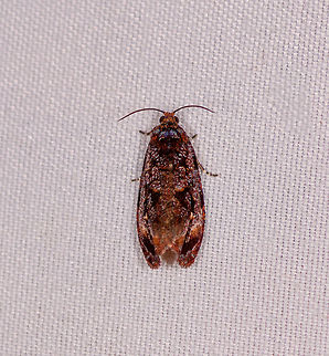 Small cryptic leafroller moth, Rio &Ntilde;ambi, Colombia An accidental photo, this one I only just found in the corner of the frame of another photo. Colombia,Colombia 2018,Colombia South,Rio &Ntilde;ambi,South America