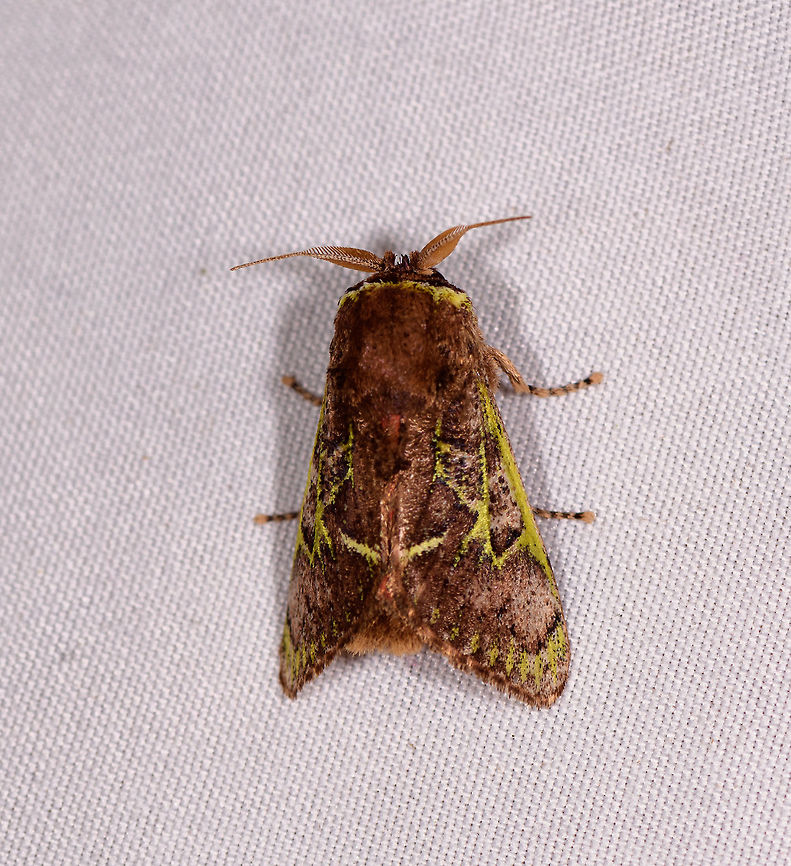 Brown moth with green lined patterns, Rio Ñambi, Colombia  Colombia,Colombia 2018,Colombia South,Rio Ñambi,South America