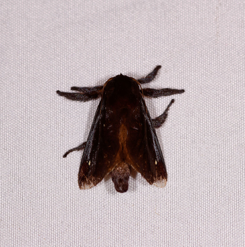 Acharia hyperoche, Rio Ñambi, Colombia  Acharia hyperoche,Colombia,Colombia 2018,Colombia South,Rio Ñambi,South America