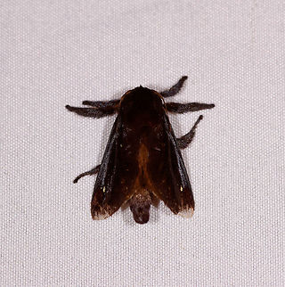 Acharia hyperoche, Rio &Ntilde;ambi, Colombia  Acharia hyperoche,Colombia,Colombia 2018,Colombia South,Rio &Ntilde;ambi,South America