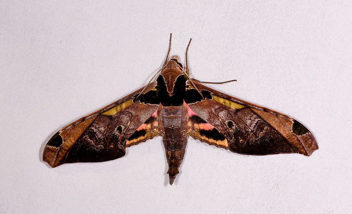 Adhemarius ypsilon, Rio Ñambi, Colombia I was about to ID it as Adhemarius gannascus:<br />
<figure class="photo"><a href="https://www.jungledragon.com/image/76910/adhemarius_gannascus_la_planada_nature_reserve_colombia.html" title="Adhemarius gannascus, La Planada Nature Reserve, Colombia"><img src="https://s3.amazonaws.com/media.jungledragon.com/images/2/76910_thumb.jpg?AWSAccessKeyId=05GMT0V3GWVNE7GGM1R2&Expires=1767225610&Signature=lmY6yzza1EX00h2O64t2iTAzXkA%3D" width="200" height="122" alt="Adhemarius gannascus, La Planada Nature Reserve, Colombia Same species as the night before, but this time we were lucky that it was behaving well for a much better photo. <br />
https://www.jungledragon.com/image/76572/moth_161_la_planada_nature_reserve_colombia.html Adhemarius gannascus,Colombia,Colombia 2018,Colombia South,Fall,Geotagged,La Planada Nature Reserve,South America" /></a></figure><br />
...yet the green/yellow strokes near the top of the wings had me double-checking, looks like a different species: Adhemarius ypsilon Adhemarius ypsilon,Colombia,Colombia 2018,Colombia South,Rio Ñambi,South America