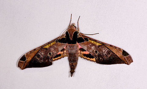 Adhemarius ypsilon, Rio Ñambi, Colombia I was about to ID it as Adhemarius gannascus:
https://www.jungledragon.com/image/76910/moth_213_la_planada_nature_reserve_colombia.html
...yet the green/yellow strokes near the top of the wings had me double-checking, looks like a different species: Adhemarius ypsilon Adhemarius ypsilon,Colombia,Colombia 2018,Colombia South,Rio Ñambi,South America
