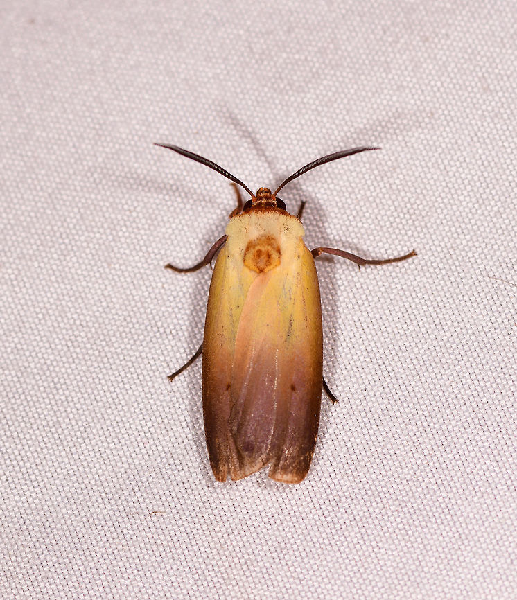 Halysidota roseofasciata, Rio Ñambi, Colombia  Colombia,Colombia 2018,Colombia South,Halysidota roseofasciata,Rio Ñambi,South America,halysidota roseofasciata