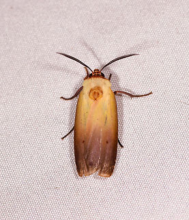 Halysidota roseofasciata, Rio Ñambi, Colombia  Colombia,Colombia 2018,Colombia South,Halysidota roseofasciata,Rio Ñambi,South America,halysidota roseofasciata