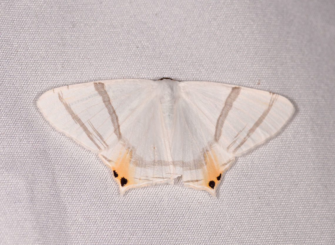 Opisthoxia saturniaria, Rio Ñambi, Colombia  Colombia,Colombia 2018,Colombia South,Opisthoxia saturniaria,Rio Ñambi,South America
