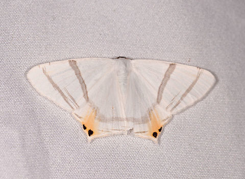 Opisthoxia saturniaria, Rio &Ntilde;ambi, Colombia  Colombia,Colombia 2018,Colombia South,Opisthoxia saturniaria,Rio &Ntilde;ambi,South America