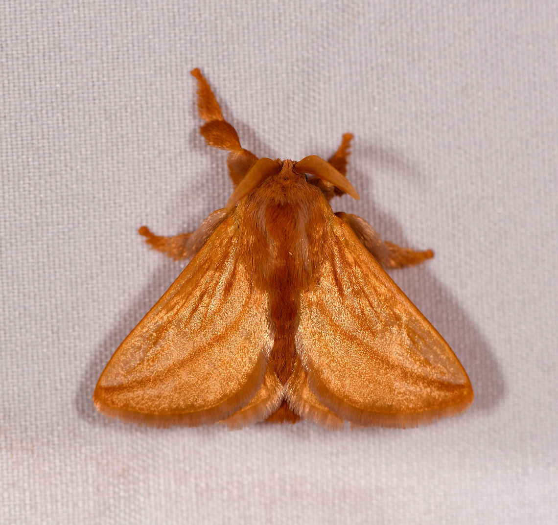 Perola villosipes - 1, Rio Ñambi, Colombia <figure class="photo"><a href="https://www.jungledragon.com/image/78456/perola_villosipes_-_2_rio_ambi_colombia.html" title="Perola villosipes - 2, Rio &Ntilde;ambi, Colombia"><img src="https://s3.amazonaws.com/media.jungledragon.com/images/2/78456_thumb.jpg?AWSAccessKeyId=05GMT0V3GWVNE7GGM1R2&Expires=1767225610&Signature=XJLNhgANivovKJNvGRV5RJu%2FWBM%3D" width="140" height="152" alt="Perola villosipes - 2, Rio &Ntilde;ambi, Colombia https://www.jungledragon.com/image/78452/moth_356_rio_ambi_colombia.html Colombia,Colombia 2018,Colombia South,Perola villosipes,Rio &Ntilde;ambi,South America" /></a></figure> Colombia,Colombia 2018,Colombia South,Perola villosipes,Rio Ñambi,South America