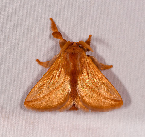 Perola villosipes - 1, Rio Ñambi, Colombia https://www.jungledragon.com/image/78456/moth_360_rio_ambi_colombia.html Colombia,Colombia 2018,Colombia South,Perola villosipes,Rio Ñambi,South America