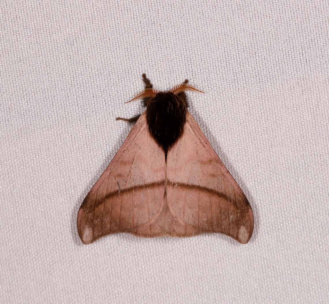 Hylesia mymperuex, Rio Ñambi, Colombia  Colombia,Colombia 2018,Colombia South,Hylesia mymperuex,Rio Ñambi,South America