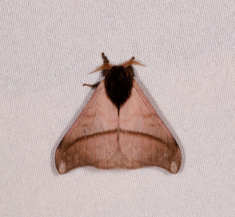 Hylesia mymperuex, Rio &Ntilde;ambi, Colombia  Colombia,Colombia 2018,Colombia South,Hylesia mymperuex,Rio &Ntilde;ambi,South America