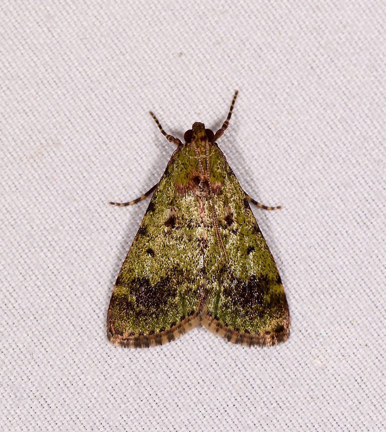 Pyralidae, Rio Ñambi, Colombia  Colombia,Colombia 2018,Colombia South,Rio Ñambi,South America