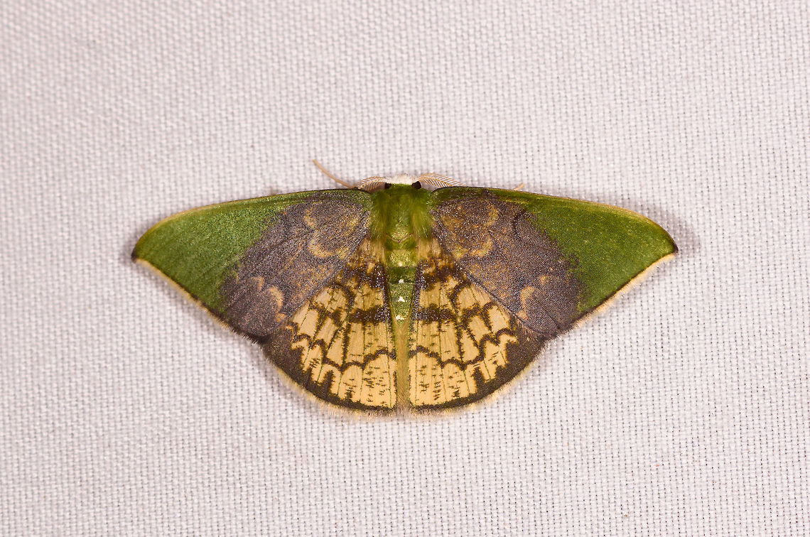 Tachychlora lepidaria, Rio Ñambi, Colombia  Colombia,Colombia 2018,Colombia South,Rio Ñambi,South America,Tachychlora lepidaria