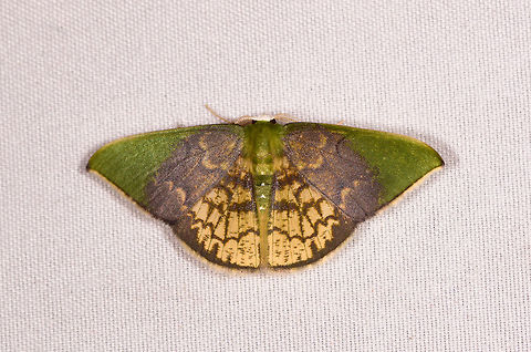 Tachychlora lepidaria, Rio &Ntilde;ambi, Colombia  Colombia,Colombia 2018,Colombia South,Rio &Ntilde;ambi,South America,Tachychlora lepidaria