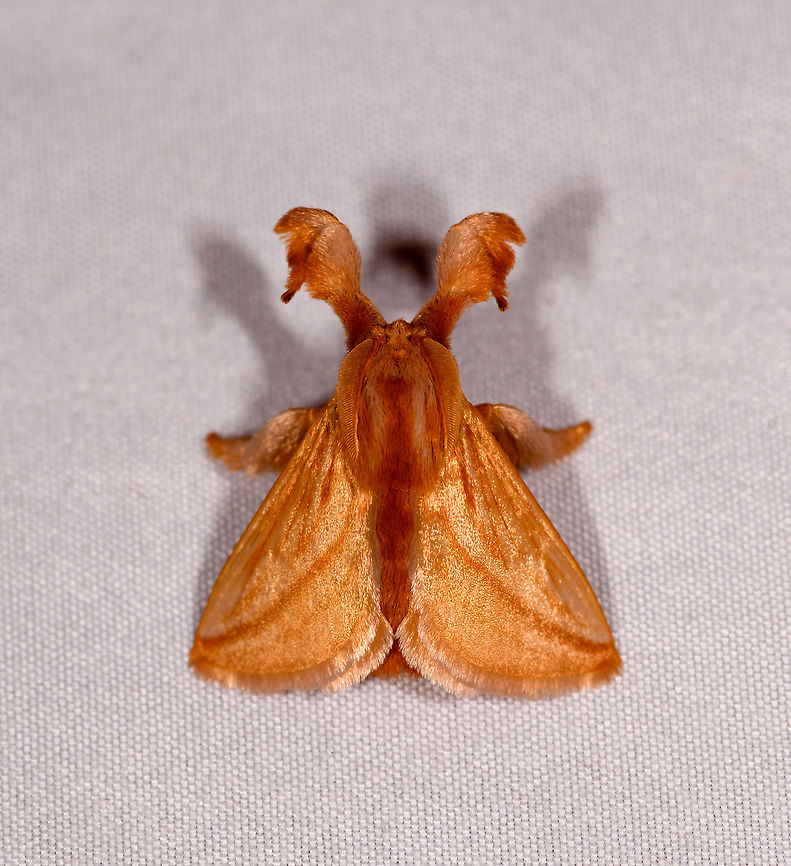 Perola villosipes - 2, Rio Ñambi, Colombia <figure class="photo"><a href="https://www.jungledragon.com/image/78452/perola_villosipes_-_1_rio_ambi_colombia.html" title="Perola villosipes - 1, Rio &Ntilde;ambi, Colombia"><img src="https://s3.amazonaws.com/media.jungledragon.com/images/2/78452_thumb.jpg?AWSAccessKeyId=05GMT0V3GWVNE7GGM1R2&Expires=1759968010&Signature=qrTHB6ixtnfsq%2F9luygEMjBEftI%3D" width="200" height="190" alt="Perola villosipes - 1, Rio &Ntilde;ambi, Colombia https://www.jungledragon.com/image/78456/moth_360_rio_ambi_colombia.html Colombia,Colombia 2018,Colombia South,Perola villosipes,Rio &Ntilde;ambi,South America" /></a></figure> Colombia,Colombia 2018,Colombia South,Perola villosipes,Rio Ñambi,South America