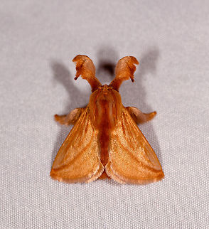 Perola villosipes - 2, Rio Ñambi, Colombia https://www.jungledragon.com/image/78452/moth_356_rio_ambi_colombia.html Colombia,Colombia 2018,Colombia South,Perola villosipes,Rio Ñambi,South America