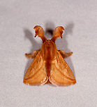 Perola villosipes - 2, Rio Ñambi, Colombia https://www.jungledragon.com/image/78452/moth_356_rio_ambi_colombia.html Colombia,Colombia 2018,Colombia South,Perola villosipes,Rio Ñambi,South America