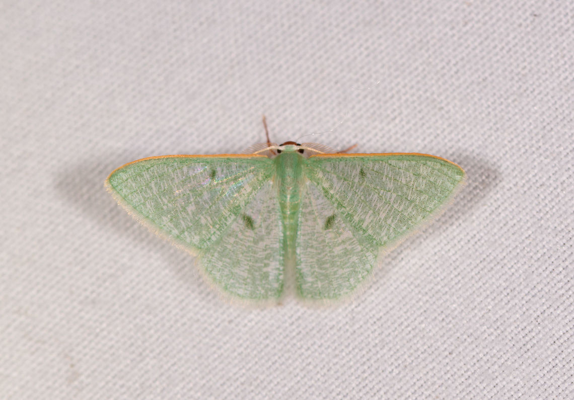 Telotheta sp., Rio Ñambi, Colombia Similar/same:<br />
<figure class="photo"><a href="https://www.jungledragon.com/image/76675/telotheta_muscipunctata_la_planada_nature_reserve_colombia.html" title="Telotheta muscipunctata, La Planada Nature Reserve, Colombia"><img src="https://s3.amazonaws.com/media.jungledragon.com/images/2/76675_thumb.jpg?AWSAccessKeyId=05GMT0V3GWVNE7GGM1R2&Expires=1759968010&Signature=6bV5ZQF96IOtMRFtyMShAudJlsM%3D" width="200" height="152" alt="Telotheta muscipunctata, La Planada Nature Reserve, Colombia  Colombia,Colombia 2018,Colombia South,Fall,Geotagged,La Planada Nature Reserve,South America,Telotheta muscipunctata" /></a></figure> Colombia,Colombia 2018,Colombia South,Rio Ñambi,South America