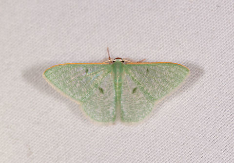 Telotheta sp., Rio Ñambi, Colombia Similar/same:
https://www.jungledragon.com/image/76675/moth_197_la_planada_nature_reserve_colombia.html Colombia,Colombia 2018,Colombia South,Rio Ñambi,South America