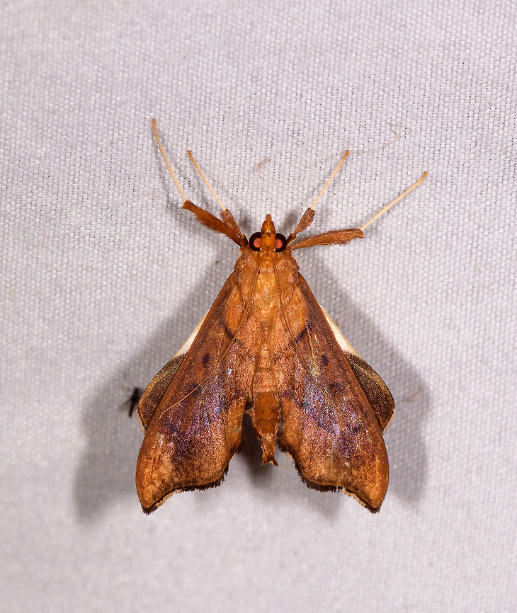 Anarmodia nebulosalis, Rio Ñambi, Colombia  Anarmodia nebulosalis,Colombia,Colombia 2018,Colombia South,Rio Ñambi,South America