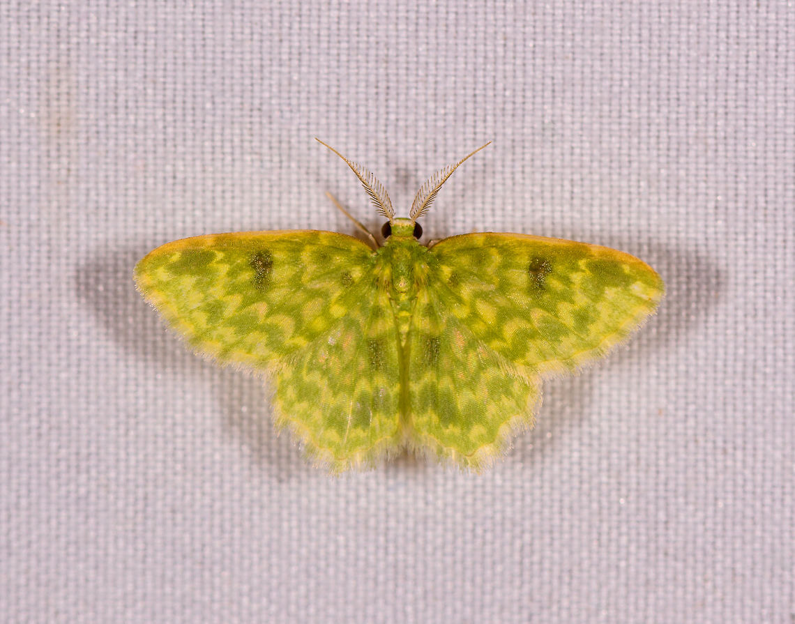 Hydata stigmatica, Rio Ñambi, Colombia  Colombia,Colombia 2018,Colombia South,Hydata stigmatica,Rio Ñambi,South America