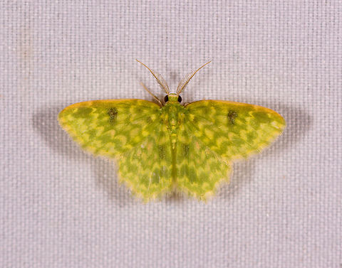 Hydata stigmatica, Rio &Ntilde;ambi, Colombia  Colombia,Colombia 2018,Colombia South,Hydata stigmatica,Rio &Ntilde;ambi,South America