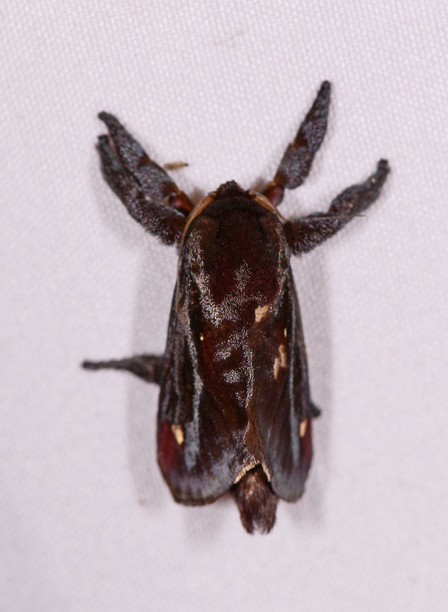 Acharia hyperoche, Rio Ñambi, Colombia  Acharia hyperoche,Colombia,Colombia 2018,Colombia South,Rio Ñambi,South America