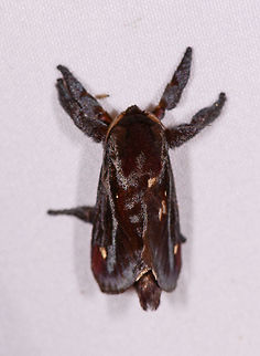 Acharia hyperoche, Rio Ñambi, Colombia  Acharia hyperoche,Colombia,Colombia 2018,Colombia South,Rio Ñambi,South America