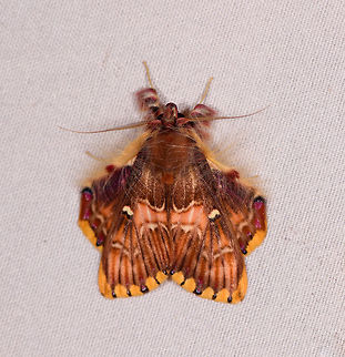 Walker's moth, Rio Ñambi, Colombia  Colombia,Colombia 2018,Colombia South,Rio Ñambi,Sosxetra grata,South America,Walker's moth