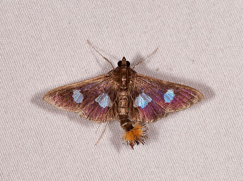 Diaphania exclusalis, Rio &Ntilde;ambi, Colombia  Colombia,Colombia 2018,Colombia South,Diaphania exclusalis,Rio &Ntilde;ambi,South America