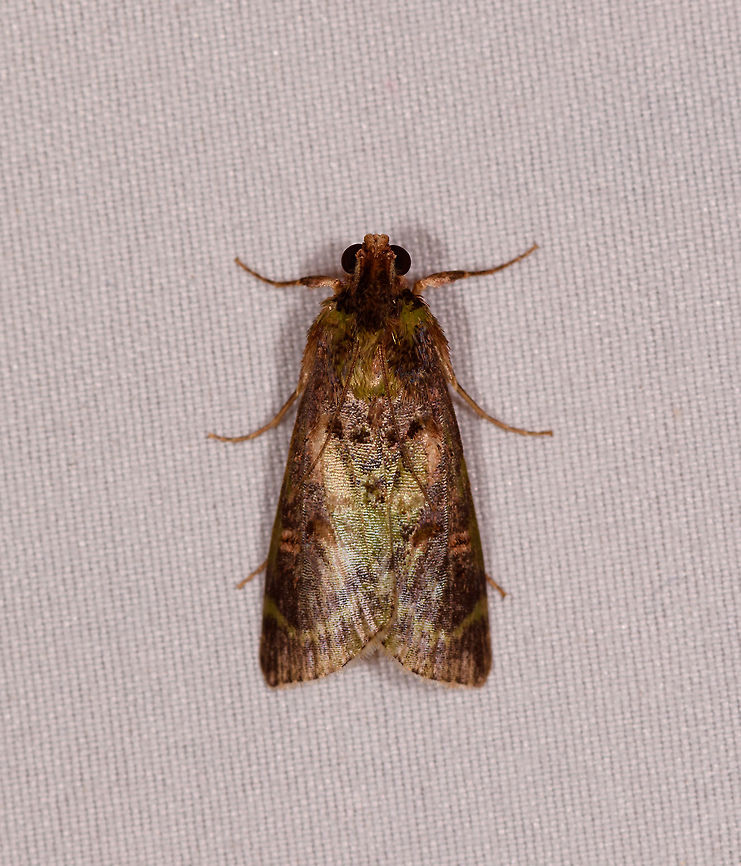 Pyralidae, Rio Ñambi, Colombia  Colombia,Colombia 2018,Colombia South,Rio Ñambi,South America