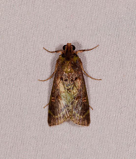 Pyralidae, Rio Ñambi, Colombia  Colombia,Colombia 2018,Colombia South,Rio Ñambi,South America