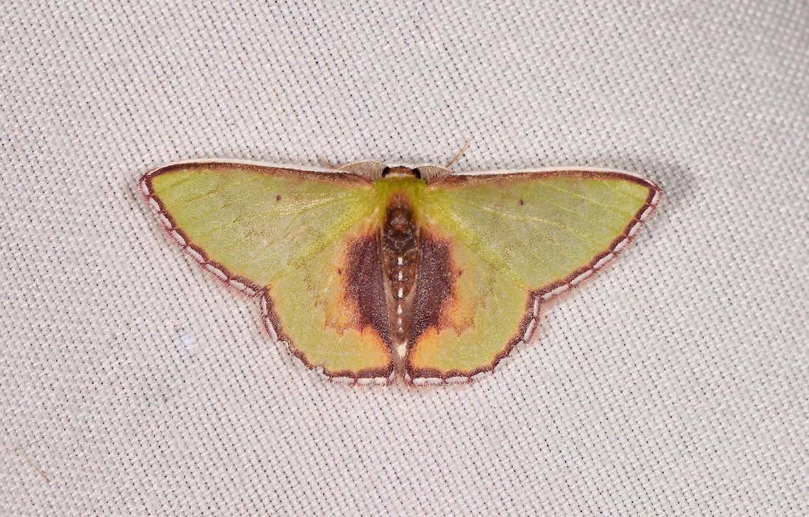 Racheospila astraeoides, Rio Ñambi, Colombia  Colombia,Colombia 2018,Colombia South,Racheospila astraeoides,Rio Ñambi,South America