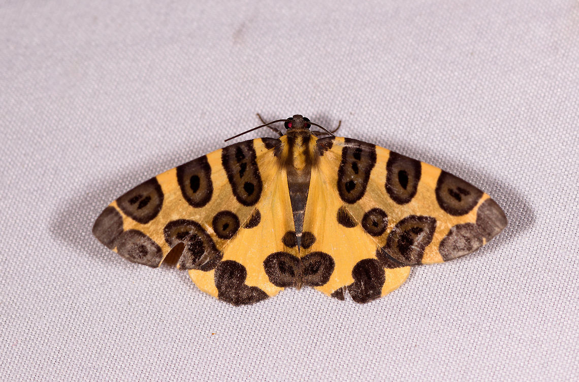 Blotched leopard, Rio Ñambi, Colombia  Blotched leopard,Colombia,Colombia 2018,Colombia South,Pantherodes colubraria,Rio Ñambi,South America