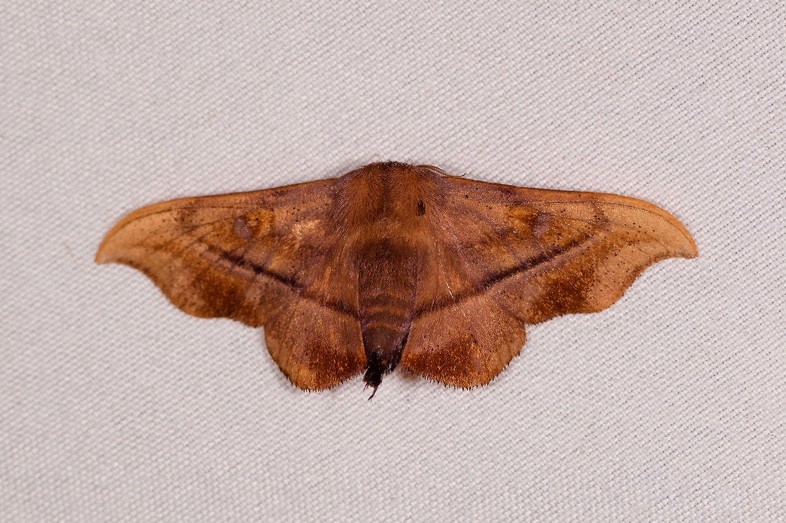 Undescribed Alheitini, Rio Ñambi, Colombia  Colombia,Colombia 2018,Colombia South,Rio Ñambi,South America