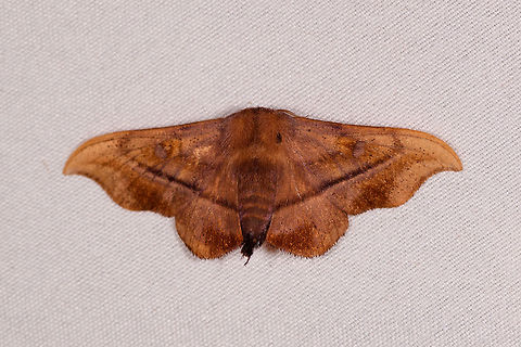 Undescribed Alheitini, Rio &Ntilde;ambi, Colombia  Colombia,Colombia 2018,Colombia South,Rio &Ntilde;ambi,South America