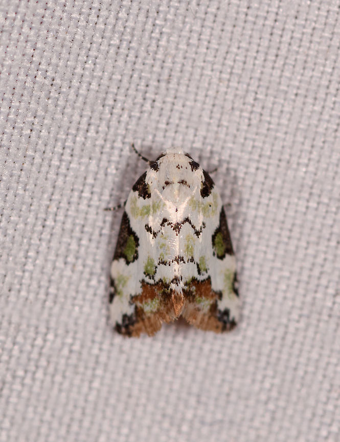 White and green Noctuidae, Rio Ñambi, Colombia  Colombia,Colombia 2018,Colombia South,Rio Ñambi,South America
