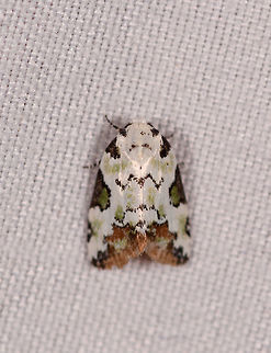 White and green Noctuidae, Rio Ñambi, Colombia  Colombia,Colombia 2018,Colombia South,Rio Ñambi,South America